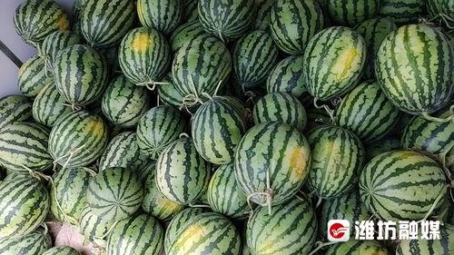 康县二饼网红吃瓜,网红吃瓜界的“瓜王”传奇