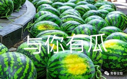 康县二饼网红吃瓜,网红吃瓜界的“瓜王”传奇