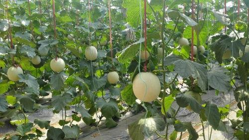 各网吃瓜入口,揭秘各大平台热门吃瓜入口