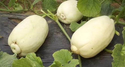 吃瓜网36.,热门话题背后的真相与内幕