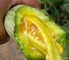 吃网红的瓜文案,一场吃瓜群众的狂欢盛宴