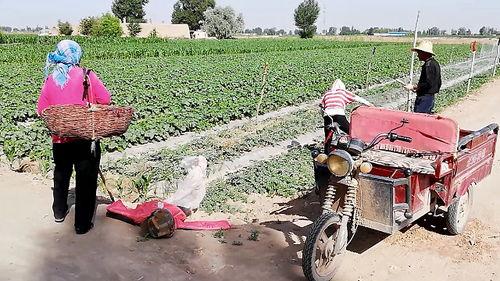 程女士吃瓜网翻车,揭秘网络舆论背后的真相
