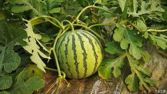 h网站吃瓜网红,吃瓜网红背后的故事与真相