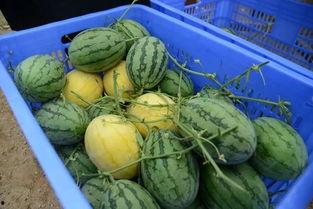 qq网红吃瓜群,娱乐圈幕后风云尽收眼底