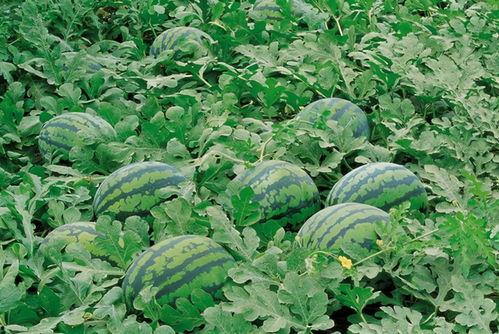 澄海网红吃瓜群微信,揭秘网络红人背后的故事与八卦