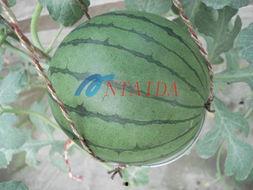 黑瓜吃料网安卓能打开吗,轻松打开，畅享美食资讯