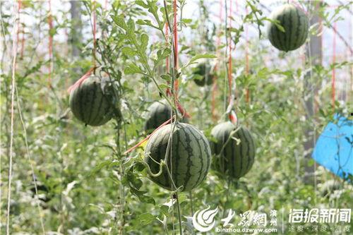 高州网红吃瓜事件视频,一场网络狂欢背后的真相揭秘