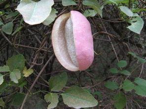 网购的八月瓜怎么吃,轻松解锁美味新食法