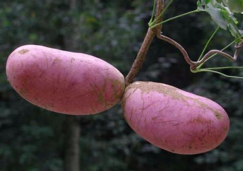 网购的八月瓜怎么吃,轻松解锁美味新食法