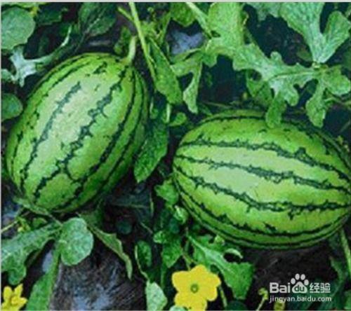 吃瓜还是要网,吃瓜还是上网？揭秘网络时代的娱乐风向标