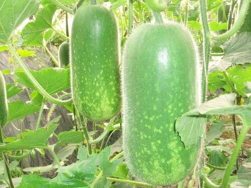 腤网吃瓜,揭秘“腤网吃瓜”背后的故事与现象