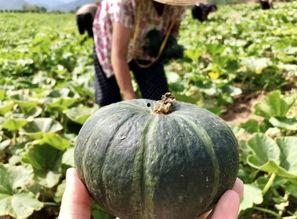 武陟网红吃瓜事件来龙去脉,揭秘网络舆论的风云变幻