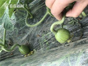 武陟网红吃瓜事件来龙去脉,揭秘网络舆论的风云变幻