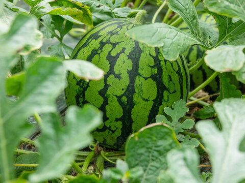 吃瓜网51cg30me,带你走进神秘的网络世界