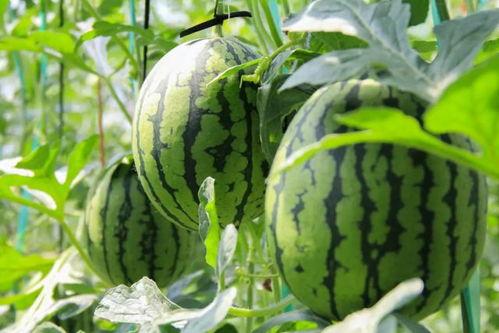 网红吃瓜群众免费吃瓜视频,揭秘热门视频幕后故事