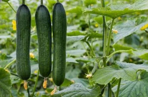 668.su黑料吃瓜网,网络舆论场中的暗流涌动