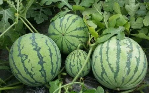 668.su黑料吃瓜网,网络舆论场中的暗流涌动