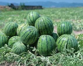 哈尔滨网红吃瓜事件真相,揭秘背后真相与争议