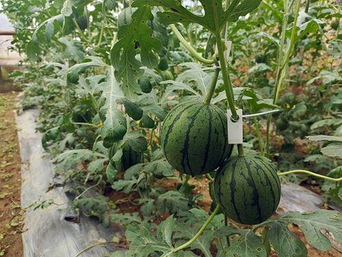 五一素材吃瓜网,揭秘热门事件背后的真相