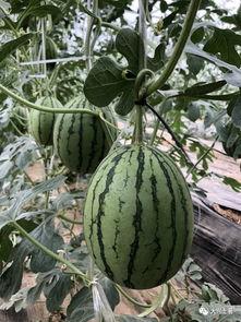 成县的吃瓜网红有哪些,瓜田里的“吃瓜”达人盘点