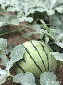 成县的吃瓜网红有哪些,瓜田里的“吃瓜”达人盘点