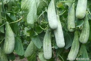 吃瓜网怎么赚钱快呢,揭秘高效赚钱之道