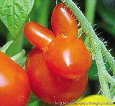 枣和网瓜可以一起吃吗,枣与网瓜同食的注意事项与搭配建议