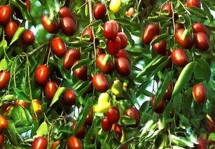 枣和网瓜可以一起吃吗,枣与网瓜同食的注意事项与搭配建议