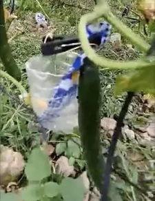 徽县网红吃瓜完整视频,全程视频揭秘幕后真相