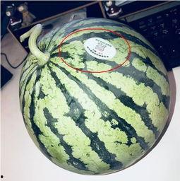 神秘吃瓜网红,揭秘网络红人的幕后故事