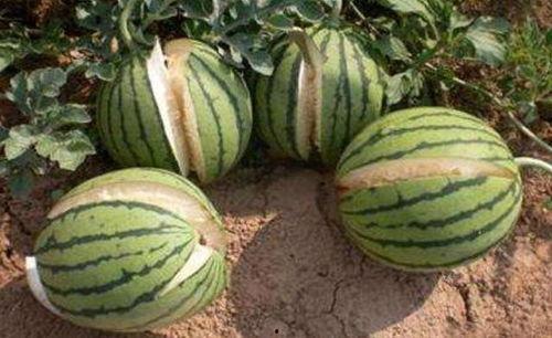 网红线下吃瓜真实视频大全,真实视频大盘点