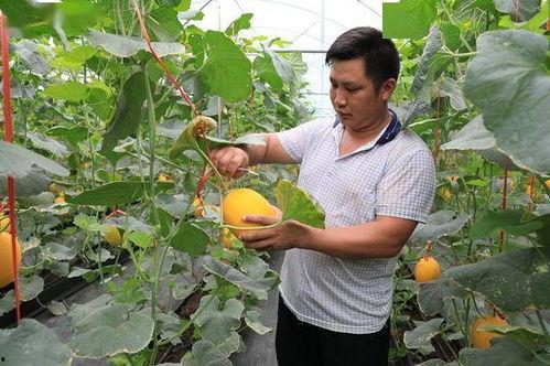 吃网红的瓜会犯法吗,揭秘吃瓜行为法律边界