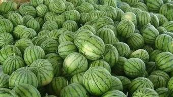 暗吃瓜网今日吃瓜,揭秘今日热门吃瓜事件，带你领略娱乐圈风云变幻