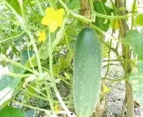 徽县吃瓜网红事件,揭秘网络舆论的风暴与真相