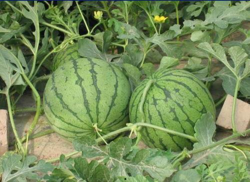 常州网红吃瓜事件,揭秘网络舆论的风暴与真相