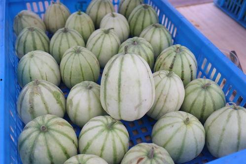 抖音康县网红吃瓜