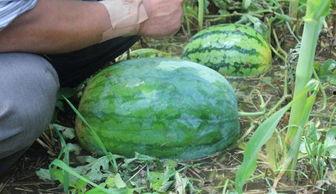 西昌吃瓜事件网红叫什么,网红引发的网络狂欢