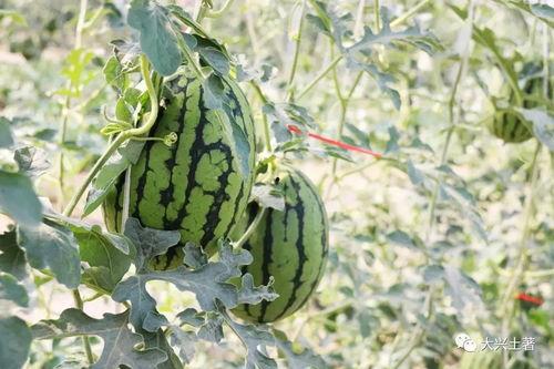 吃瓜网红大学时,揭秘大学时光的欢乐与泪水