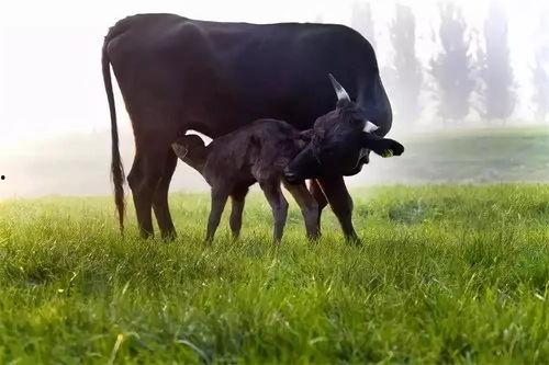 黑瓜吃料正能量官网黑牛