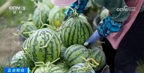 网红学霸吃瓜图片大全集,趣味与智慧的完美融合