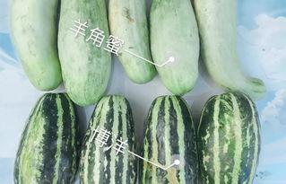 吃西湖瓜的网红叫什么